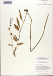 000093851-thumbnail.jpg
