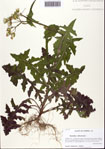 000093963-thumbnail.jpg