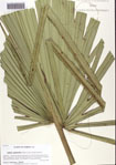 000095222-thumbnail.jpg