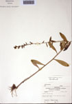 000097386-thumbnail.jpg