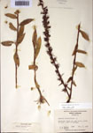 000097388-thumbnail.jpg