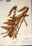 000097396-thumbnail.jpg