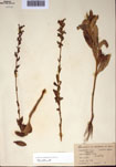 000097397-thumbnail.jpg