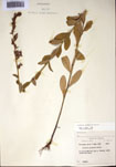 000097402-thumbnail.jpg