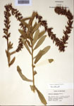 000097406-thumbnail.jpg