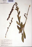 000097407-thumbnail.jpg