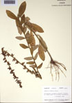 000097409-thumbnail.jpg