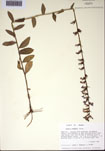 000097410-thumbnail.jpg