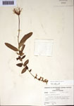 000097477-thumbnail.jpg