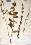 000097485-thumbnail.jpg