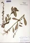 000097488-thumbnail.jpg