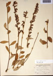 000097489-thumbnail.jpg
