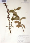 000097490-thumbnail.jpg
