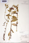 000097491-thumbnail.jpg
