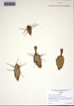 000103209-thumbnail.jpg