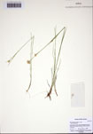 Rhynchospora