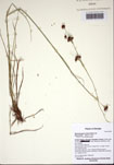 000103220-thumbnail.jpg