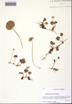 000109770-thumbnail.jpg