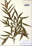 000109771-thumbnail.jpg