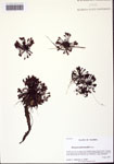 000109776-thumbnail.jpg