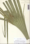Sabal