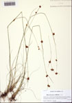 000113206-thumbnail.jpg