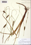 000113207-thumbnail.jpg