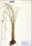 Rhynchospora