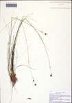 Rhynchospora