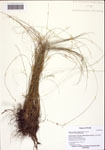 Rhynchospora