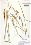 Carex