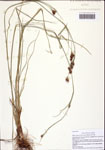 Rhynchospora