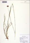 Rhynchospora