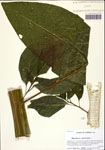 000122732-thumbnail.jpg