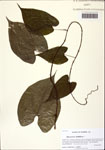 000125498-thumbnail.jpg