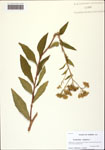 000125506-thumbnail.jpg