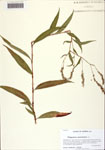 000125522-thumbnail.jpg