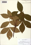 000125530-thumbnail.jpg