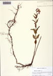 000125555-thumbnail.jpg