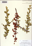 000128155-thumbnail.jpg