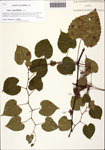 000128816-thumbnail.jpg