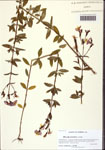000128818-thumbnail.jpg