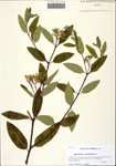 000128855-thumbnail.jpg