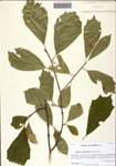 000128861-thumbnail.jpg