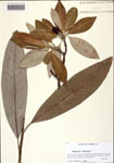 000128884-thumbnail.jpg