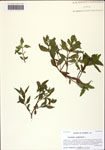 000128894-thumbnail.jpg