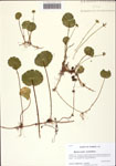 000128906-thumbnail.jpg