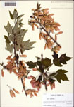 000128907-thumbnail.jpg