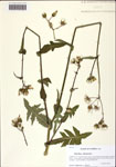 000128908-thumbnail.jpg