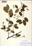 000128916-thumbnail.jpg